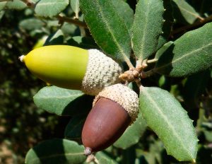 bellotas encina dehesa y sierra