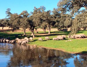 cerdos ibéricos cebo campo